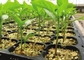 Élevage hydroponique de Microgreen de 72 trous en plastique plantant Tray With Drain Hole