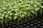 Jeune plante en plastique hydroponique dégradable Tray For Gardening de 105 cellules