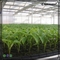 Appartements en plastique de prise de cellules du plateau 50 de jeune plante de haut HDPE réfléchi pour la germination