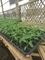 1L jeune plante en plastique Tray Greenhouse Nursery Seed Tray de HANCHES de cellules de la propagation 200