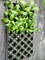 Jeune plante en plastique Tray Nursery Tray For Flower de 50 trous et plateau de cellules d'arbres