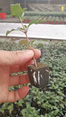 32, 50, 98, 108, , 200 Plateaux de semis, plateaux de semis, supports de semis