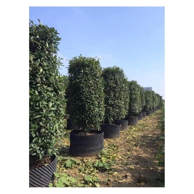 Préduction à l'air en plastique personnalisée Pot de racine Pot de grande plante Forme cylindrique