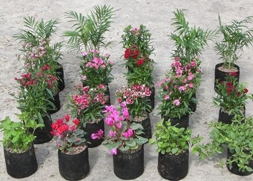 Système de culture hydroponique sacs de culture en plastique doux générer une péniche de fleurs de pivoine