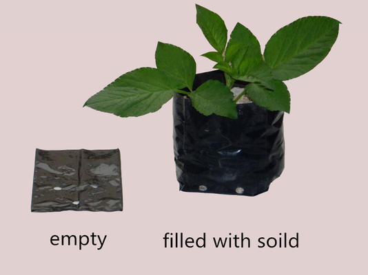 Système de culture hydroponique sacs de culture en plastique doux générer une péniche de fleurs de pivoine