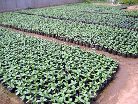 Pot hydroponique en plastique souple pot de plante au cresson poids léger