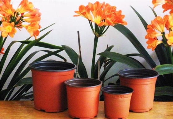 Vente à chaud Boîte ronde souple hydroponique Fresh Flower Pot Résistant au vieillissement