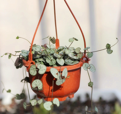 Crochet en plastique pendu au mur dans la pièce sans revêtement