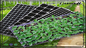 Jeune plante en plastique Tray With Dome For Microgreens de noir de PVC de picoseconde de pot de branche de plancher