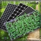 72 plateaux de jeune plante de fraise d'usine de Tray Plastic Seedling Tray Mango de pépinière de cellules