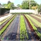 Tapis de jardinage de paysage de 4mm tissé par pp de tissu mauvaise herbe en plastique de HDPE d'anti