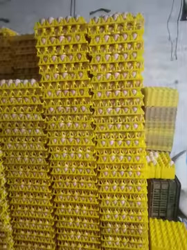 Plaque sous vide thermoformée en plastique jaune coloré en ampoules Emballage d'œufs Transport 30 Emballage d'œufs